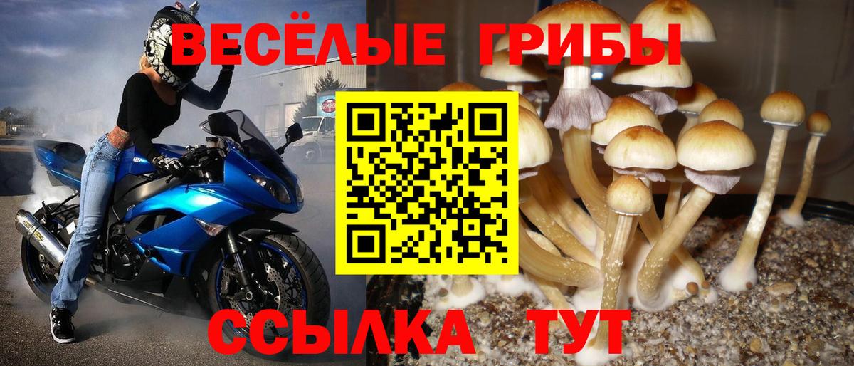 Псилоцибиновые грибы Psilocybe Выборг